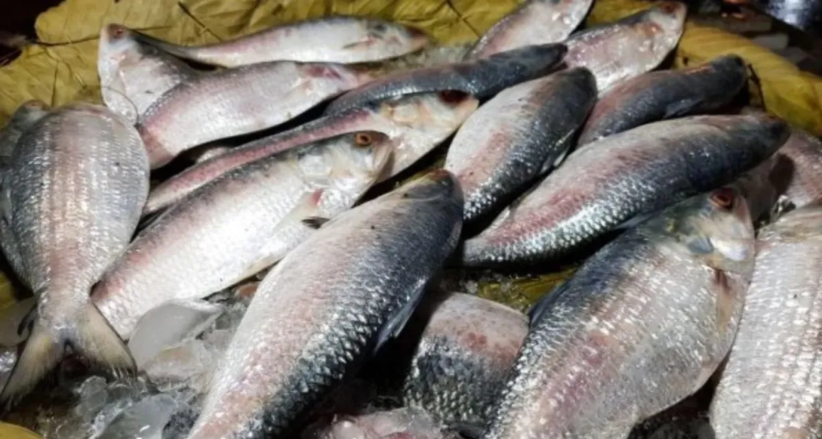 ধরা পড়ছে প্রচুর ইলিশ, হঠাৎ দাম কমে যত হলো