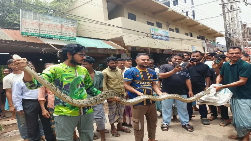 চবিতে ১৫ ফুট লম্বা অজগর সাপ উদ্ধার