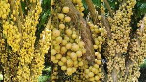 বিজয়নগরে লটকনের বাম্পার ফলন, গাছে গাছে থোকায় থোকায় ফল