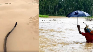 চট্টগ্রামে বন্যার পানিতে এত সাপ, কামড়ে আহত হয়ে ৮৫ জন হাসপাতালে