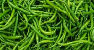 কমতে কমতে এবার যত হলো কাঁচামরিচের কেজি