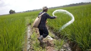 ১,৩৫০ টাকার সার কৃষক কিনছেন ১,৮০০ টাকায়, পাটওয়ারীর অভিযোগ