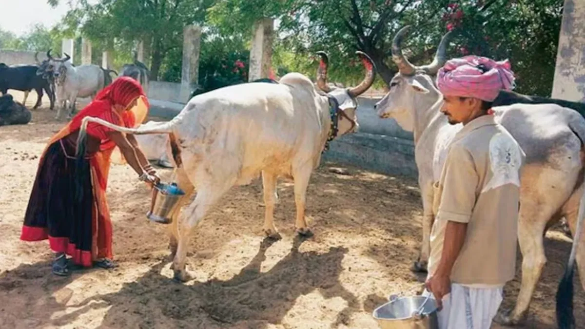 ভারতে সরকারিভাবে শুরু হলো গোমূত্র কেনা, লিটার প্রতি ১০ রুপি