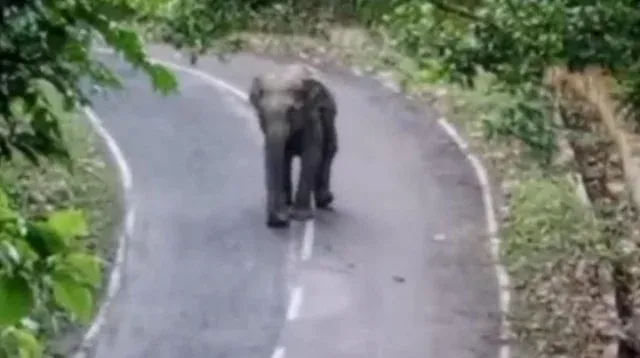 কাপ্তাই-রাঙামাটি সড়কে সাড়ে ৩ ঘণ্টা দাঁড়িয়ে ছিলো ‘হাতির দল’