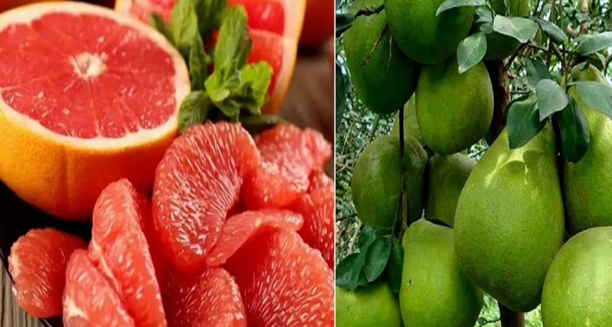 যারা ভুলেও জাম্বুরা খাবেন না