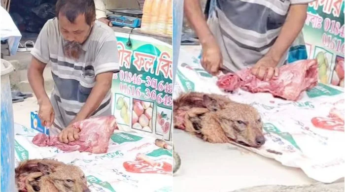 প্রকাশ্যে শিয়ালের মাংস বিক্রি, প্রমাণের জন্য পাশে রেখেছিল কাটা মাথা