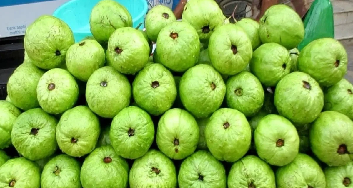 যারা ভুলেও পেয়ারা খাবেন না