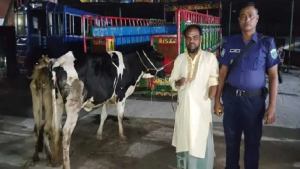 যুবদল কর্মীর বাড়ির আন্ডারগ্রাউন্ড থেকে চুরি হওয়া ২ গরু উদ্ধার
