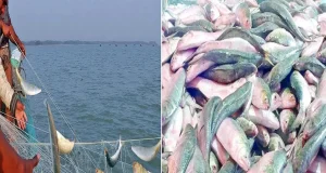 ইলিশের দাম অর্ধেকে নেমে আসতে পারে, জানুন সুখবরটি