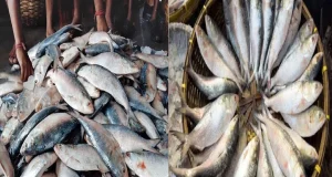 মাথা দেখেই চিনে নিন সবথেকে সুস্বাদু ইলিশ