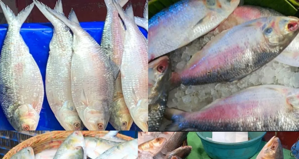 নদীর তুলনায় সাগরের ইলিশ অনেক বেশি সুস্বাদু, চেনার উপায়