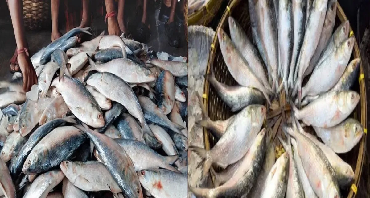 মাথা দেখেই চিনে নিন সবথেকে সুস্বাদু ইলিশ