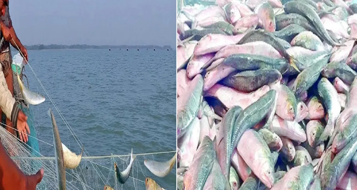ইলিশের দাম অর্ধেকে নেমে আসতে পারে, জানুন সুখবরটি