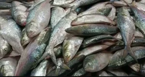 আসল ইলিশ চেনার সহজ উপায়