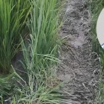 গতিপথ পরিবর্তন করায় তাজমীন অটোরিকশা থেকে লাফ দিয়ে পালিয়ে যাওয়ার চেষ্টা করে